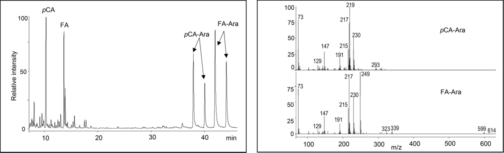 Identification GC-MS d’esters d’acides p-coumaric pCA et férulique FA (Lapierre et al 2018)