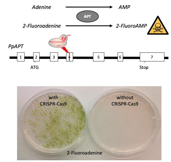 Reporter system for efficiency of DNA repair in moss.