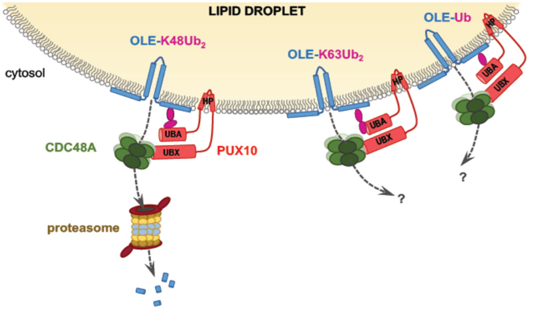 Modèle de la voie de dégradation des protéines associées aux corps lipidiques (LDAD). 
