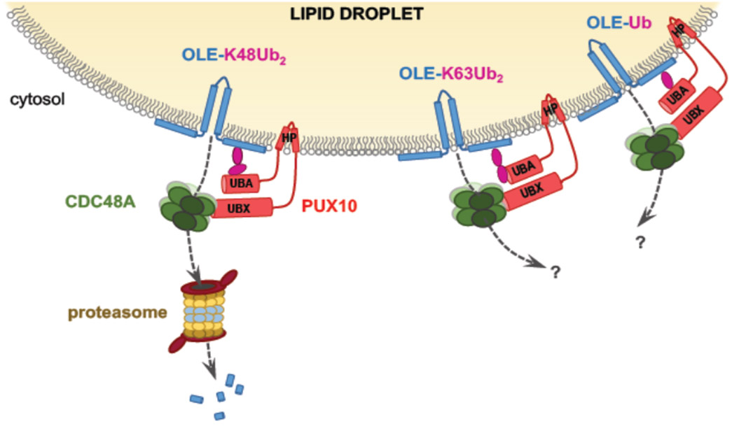 Model of the degradation pathway for proteins associated with lipid droplets (LDAD) 