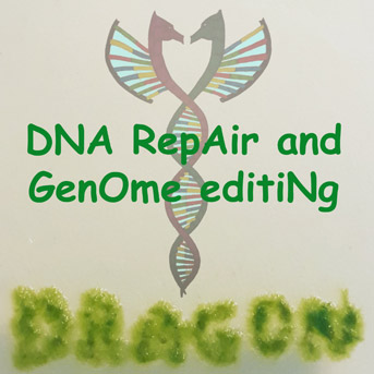 Réparation de l'ADN et ingénierie des génomes