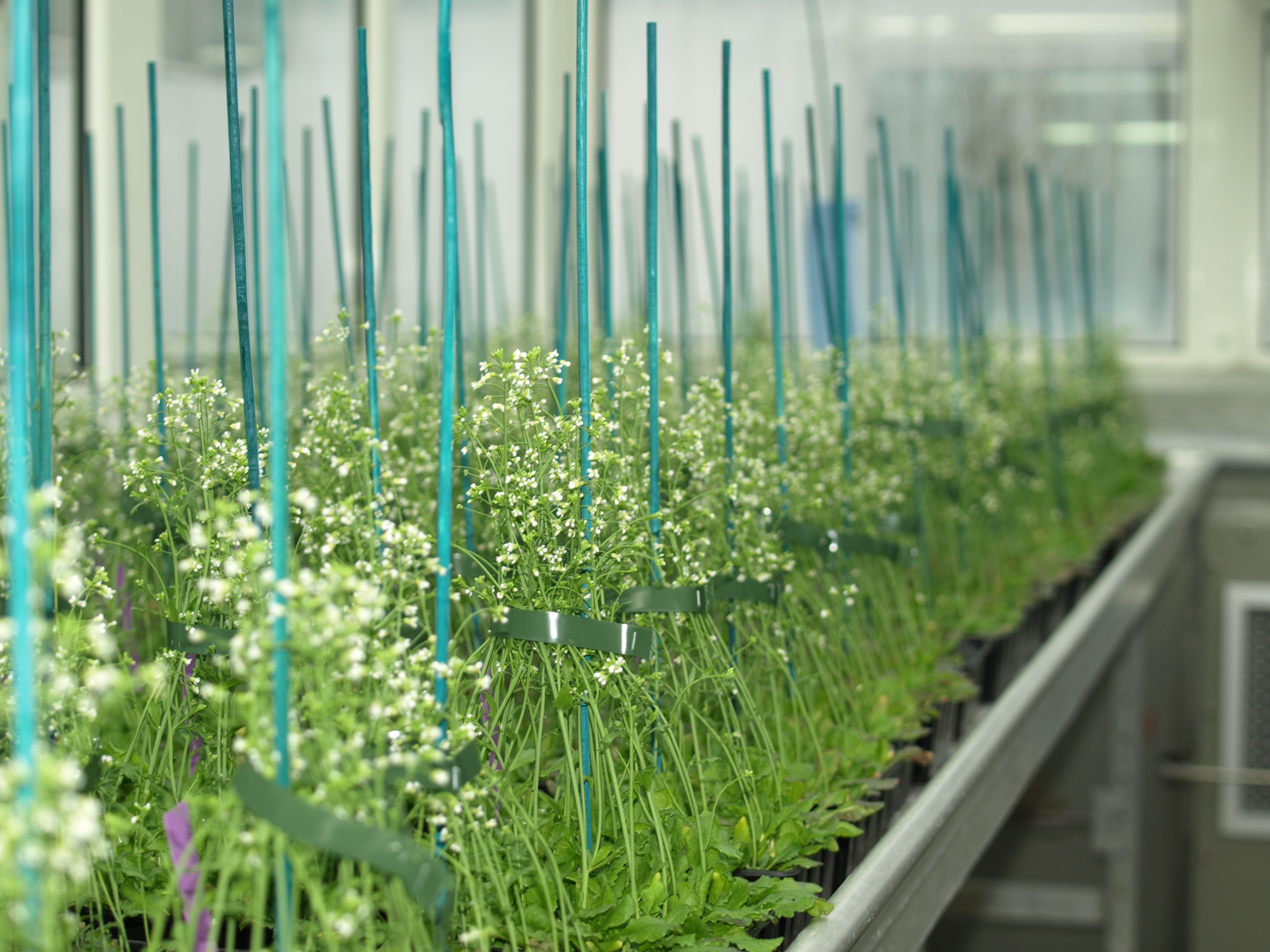 Arabidopsis thaliana plants growing in the greenhouse