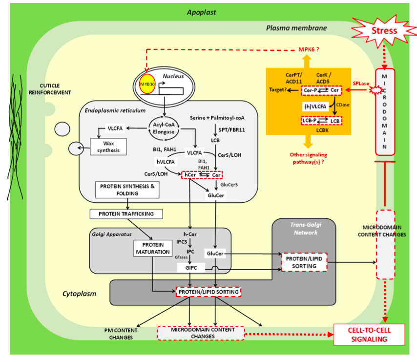 Lipids, membranes and stress response (DeBigaultDuGranrut and Cacas 2016)