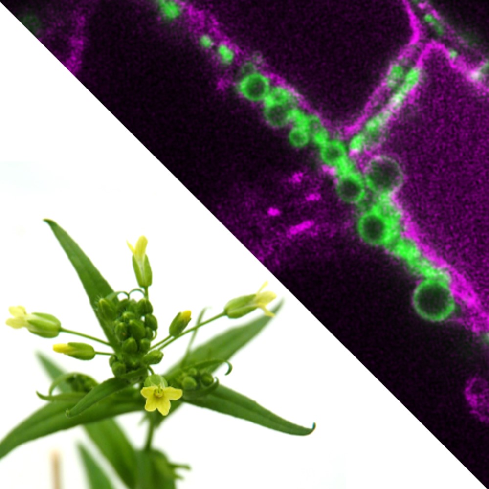 Dynamics and Engineering of Lipidic Compartments